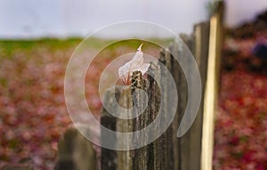 Lonely Leaf on a Wooden Picket Fence