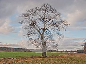 Lonely, leafless oak in the field.