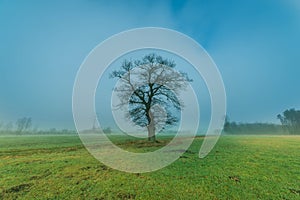 A lonely, leafless oak.