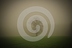 A lonely, leafless oak tree in the mist floating over the fields
