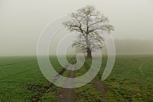 A lonely, leafless oak tree in the mist floating over the fields
