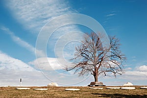 Lonely leafless tree in the park