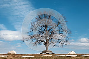 Lonely leafless tree in the park