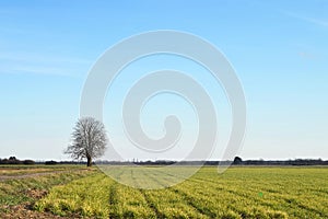 Lonely leafless tree in rural environment