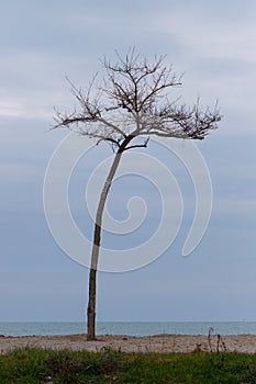 Lonely leafless tree by the sea