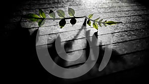 A lonely leaves in the emptyness