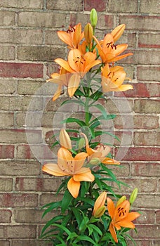 A lonely lilly brightens a bare wall