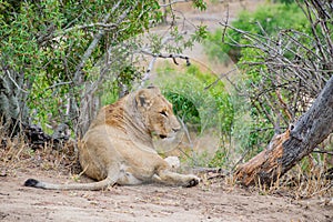 Lonely Lioness