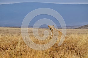 Lonely lioness