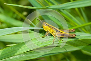 Lonely little grasshopper