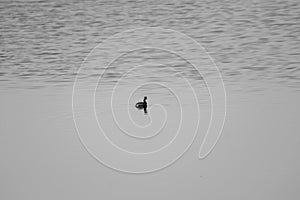 Lonely Little Grebe Dabbling Duck Swimming in the Wetland