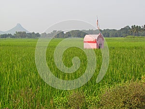 Lonely little pink house temple in green fields