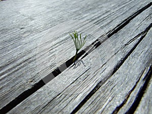 A lonely little plant growing out of a wooden table
