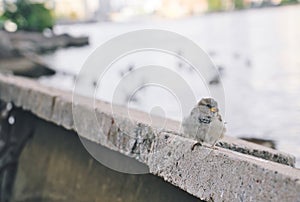 Lonely little sparrow sitting on the fence