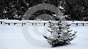 Lonely little spruce stands in the winter park during a snowfall