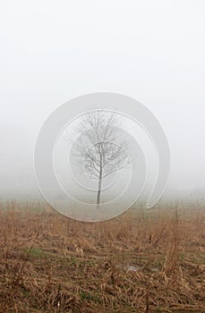 A lonely little tree and house in the fog in a vacant lot in the spring early in the morning.
