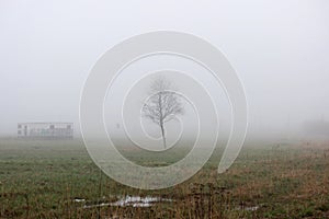 A lonely little tree and house in the fog in a vacant lot in the spring early in the morning.