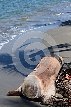 Lonely log washed ashore from the caribbean sea