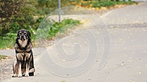 A lonely lost dog sits on the side of the road. Homeless dog with a sad look