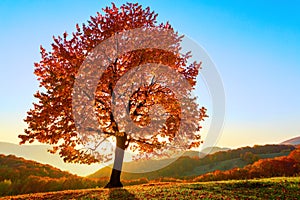 The lonely lush tree with yellow leaves with sun shinning.