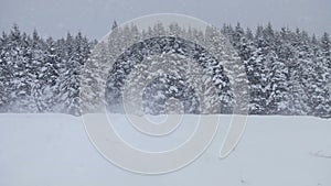 Lonely Man Snowmobiling in The Powder Snow