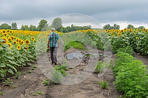 Lonely man walking on a dirty road between flowering sunflowers fields in Ukraine