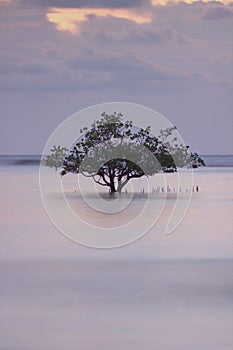 Lonely Mangrove at sunset in South Minahasa