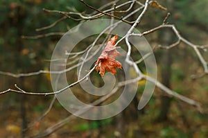 Lonely maple leaf on a branch