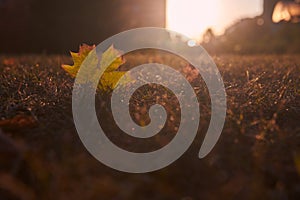 Lonely maple leaf lying on the grass on sunset.