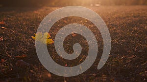 Lonely maple leaf lying on the grass on sunset. Wide format.