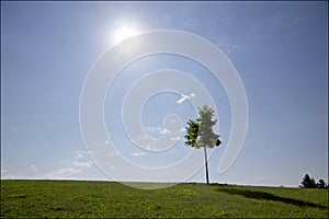 Lonely maple tree isolated in the hill with lens flare.