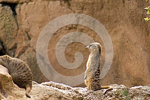 A lonely Meerkat or Suricate standing on a rock watchful