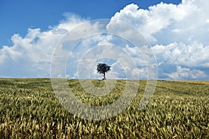 lonely in the middle of an immense field, lonely tree