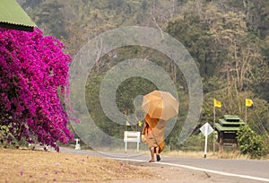 Lonely Monk in orange cloth with umbrella walking on Asphalt road with nature and wildlife views in Thailand