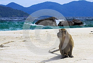 Lonely monkey crab eating long tailed Macaque, Macaca fascicularis on secluded beach with rough sea