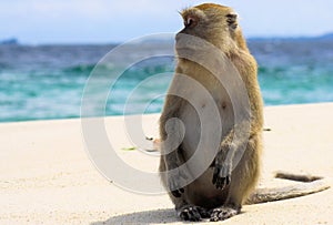 Lonely monkey crab eating long tailed Macaque, Macaca fascicularis on secluded beach with rough sea