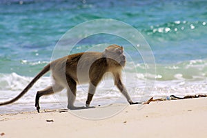 Lonely monkey crab eating long tailed Macaque, Macaca fascicularis walking on secluded beach along rough blue sea