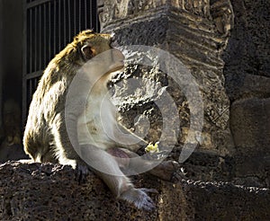 Lonely monkey looking for something