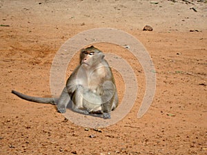 A lonely monkey sits on the sand and enjoys life.