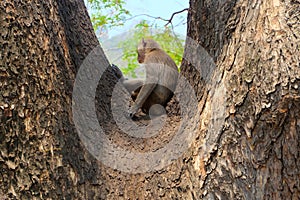 Lonely monkey sitting alone
