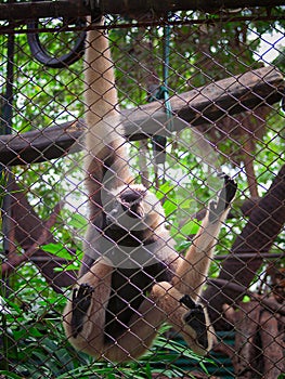 Lonely monkey sitting in the cage at zoo