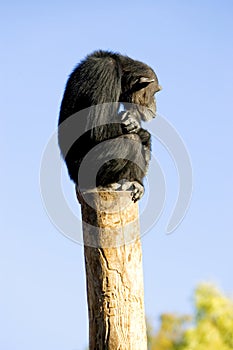 Lonely monkey sitting on top of a large pole