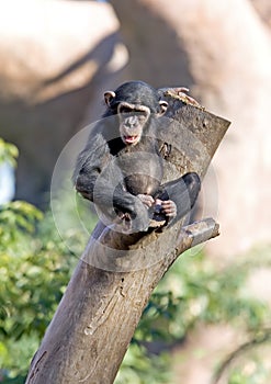 Lonely monkey sitting on top of a large tree trunk
