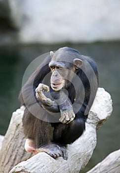 Lonely monkey sitting on top of a large tree trunk