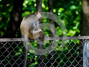Lonely monkey in Cambodia