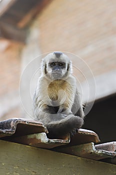 Lonely monkey on top of a roof photo