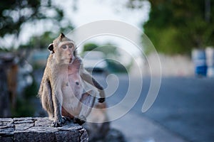 Lonely monkey waitng for a freind