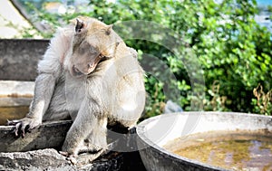 Lonely monkey waitng for a freind