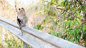 Lonely monkey waitng for a freind