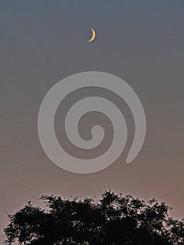 Lonely moon of haze on a violet sky over a thick tree crown